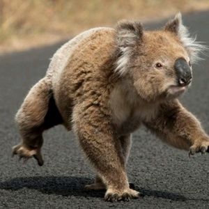 Meet your Posher, Xiammyra